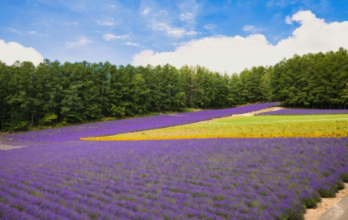 에어부산 [실속] 북해도 노보리베츠&도야&후라노&비에이&오타루&삿포로 일주 4일