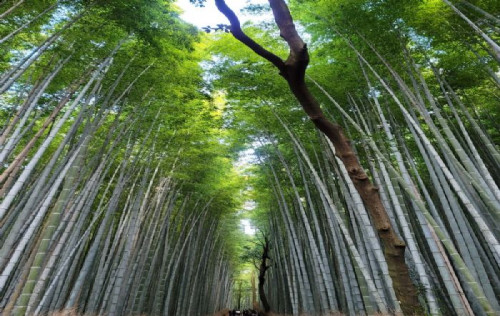 [LJ]●석석-오사카/고베/나라/교토 OR USJ 3일 (사라사호텔 2박)