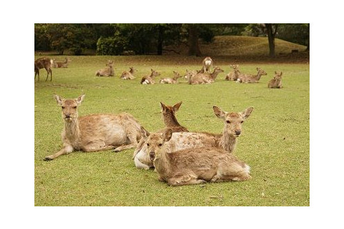 대구 [TW] 석조 스팟 특가 실속 오사카/교토/고베 or USJ 3박 4일