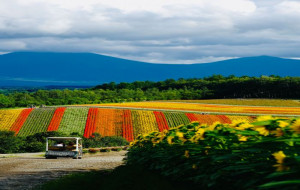 북해도 정통 [온천 마을] 노보리베츠 & 도야 & 후라노 & 비에이 & 삿포로 4일