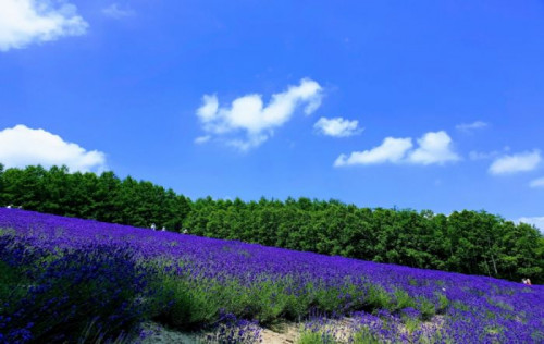 청주출발 [실속] 노보리베츠&도야&후라노&비에이&오타루&삿포로 일주 4일